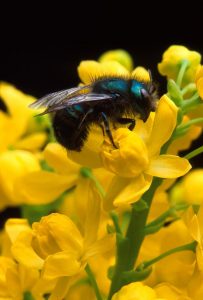 Pollinator Powwow Image